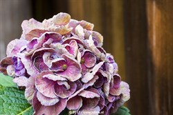 f2017_209_035